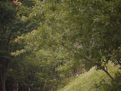 厳島湿生公園のカワセミ1