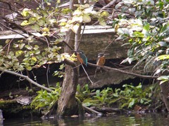 井の頭公園のカワセミ1
