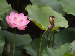 泉自然公園のカワセミ2