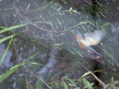 境川のカワセミ5