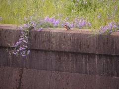 仙川のカワセミ3