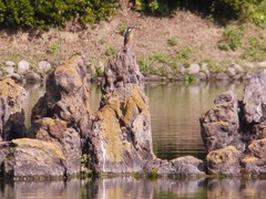 栗林公園のカワセミ3
