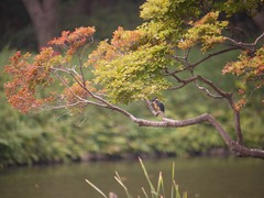 小石川後楽園のカワセミ1
