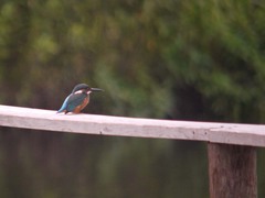 湯布院のカワセミ4
