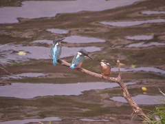 境川のカワセミ1