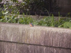 仙川のカワセミ2