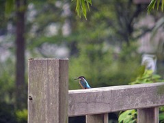 湯布院のカワセミ5