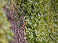 仙川のカワセミ6