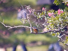 栗林公園のカワセミ1