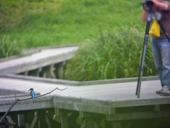 厳島湿生公園のカワセミ4