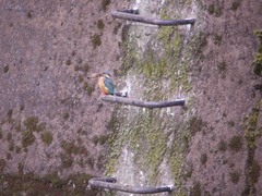 仙川のカワセミ5