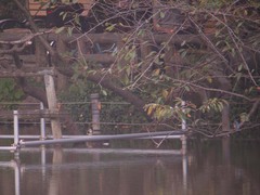 井の頭公園のカワセミ2