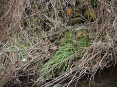 和泉川のカワセミ2