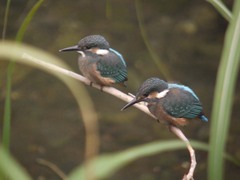 和泉川のカワセミ2