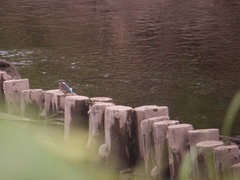 境川のカワセミ6