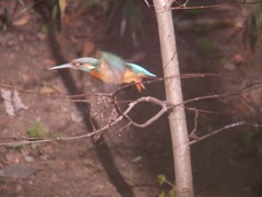 勢いよく飛ぶ弁天池のカワセミ