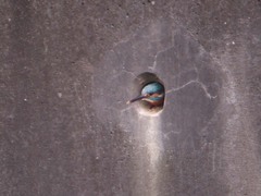 仙川のカワセミ7