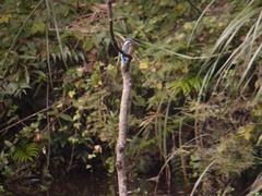 忠生公園のカワセミ4