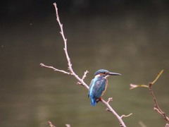 お茶の水池のカワセミ