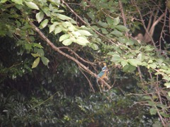 姿見の池のカワセミ1