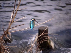 和泉川のカワセミ1