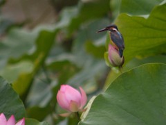 泉自然公園のカワセミ1