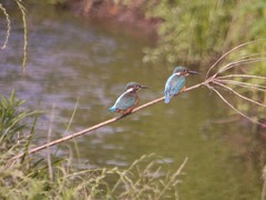 和泉川のカワセミ6