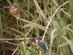 和泉川のカワセミ1