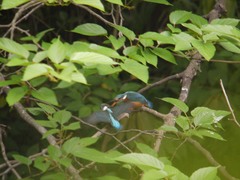 巣立ち後のカワセミ6