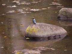 小石川後楽園のカワセミ4