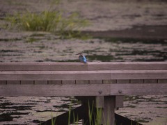 厳島湿生公園のカワセミ2