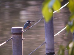 井の頭公園のカワセミ2