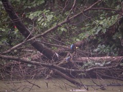 自然教育園のカワセミ1