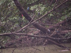 自然教育園のカワセミ2