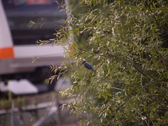 姿見の池のカワセミ4