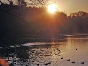 井の頭公園の来光