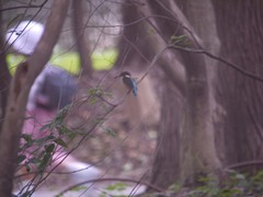 神田川源流のカワセミ