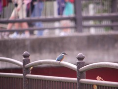 仙川のカワセミ4