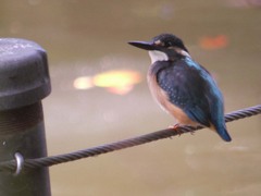 ボート池のカワセミ
