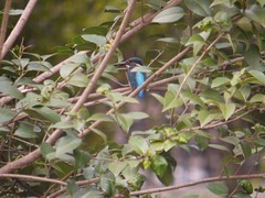 東綾瀬公園のカワセミ2