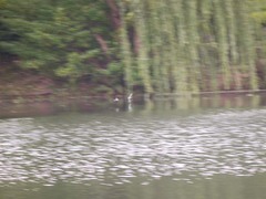 湯布院のカワセミ1