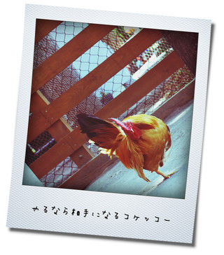 pii9