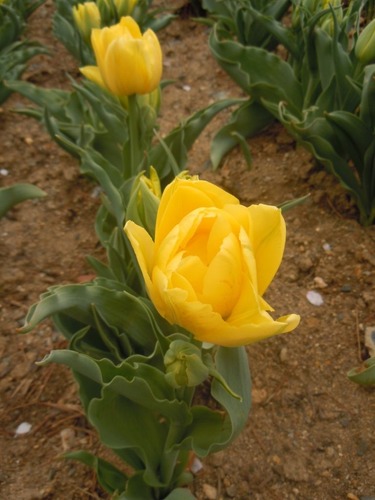 DSCN8235