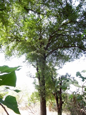 DSC02040 (600x800)