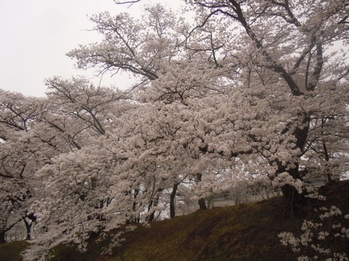 DSCN8240