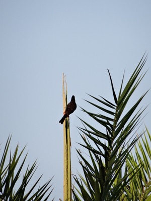 DSC02093 (600x800)