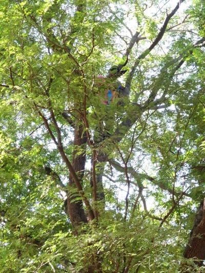 DSC02037 (600x800)