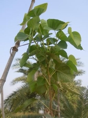DSCN4933