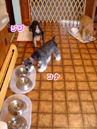 4ワンg
