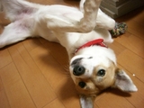 おねだり胡桃